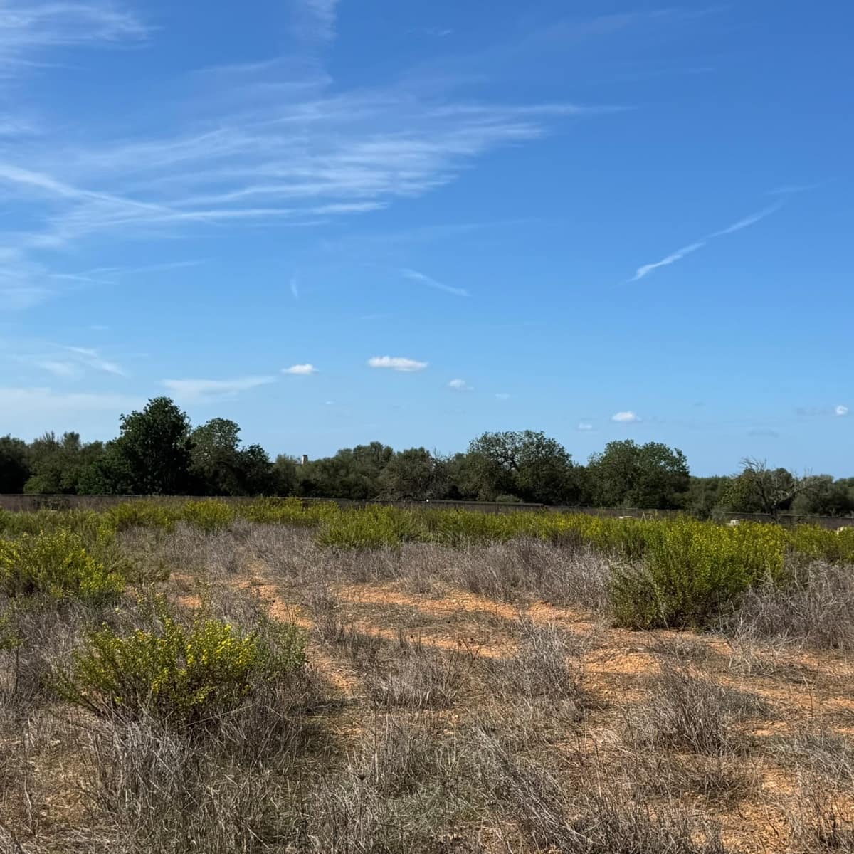 Building Plot for sale in Cas Concos - € 320,000 (Ref: 10163486)
