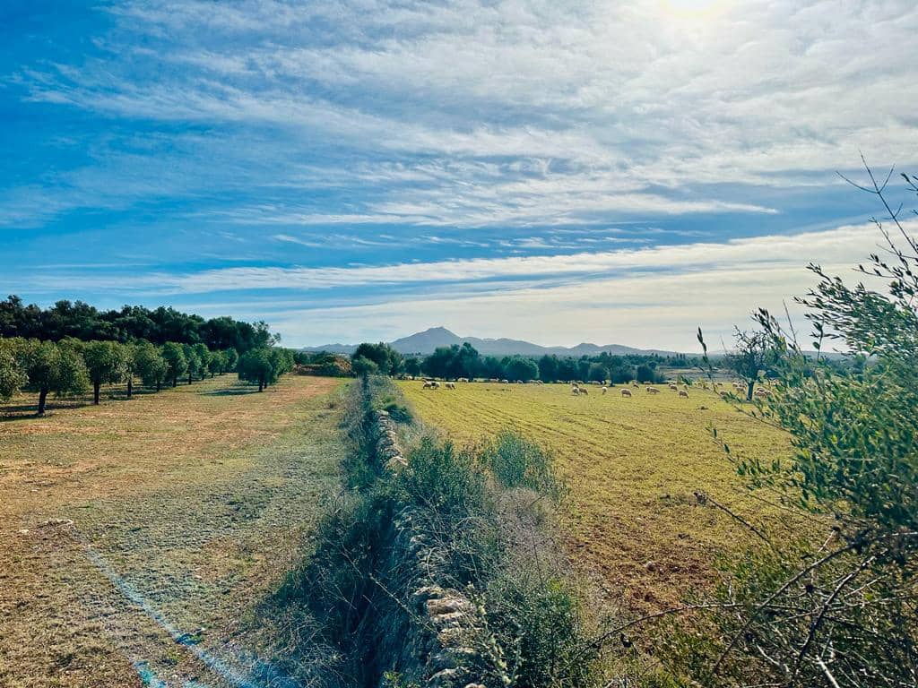 Grunde uden byggetilladelser til salg i Manacor - € 199.000 (Ref: 6291122)