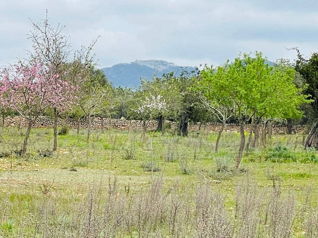 Grunde uden byggetilladelser til salg i Cas Concos - € 478.000 (Ref: 6815569)