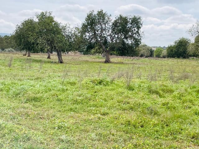 Undeveloped Land for sale in Cas Concos, Felanitx - € 478,000 (Ref: 6815569)