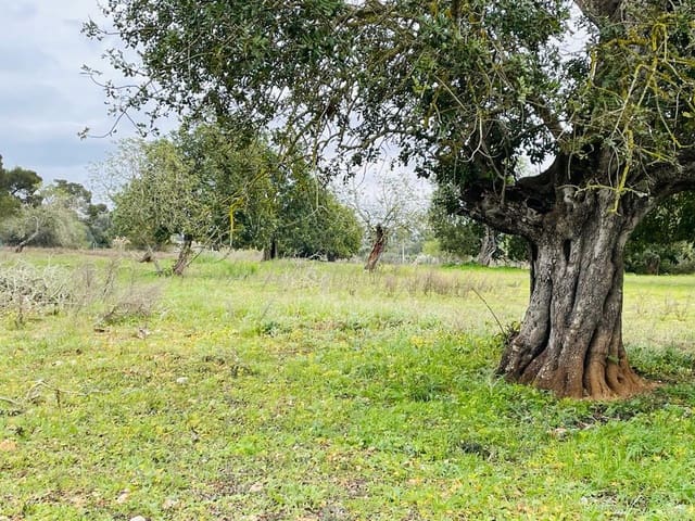 Undeveloped Land for sale in Cas Concos, Felanitx - € 478,000 (Ref: 6815569)