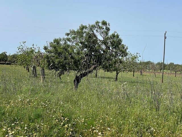 6 camera da letto Finca/Casa di Campagna in vendita in Felanitx con garage - 1.900.000 € (Rif: 6826827)