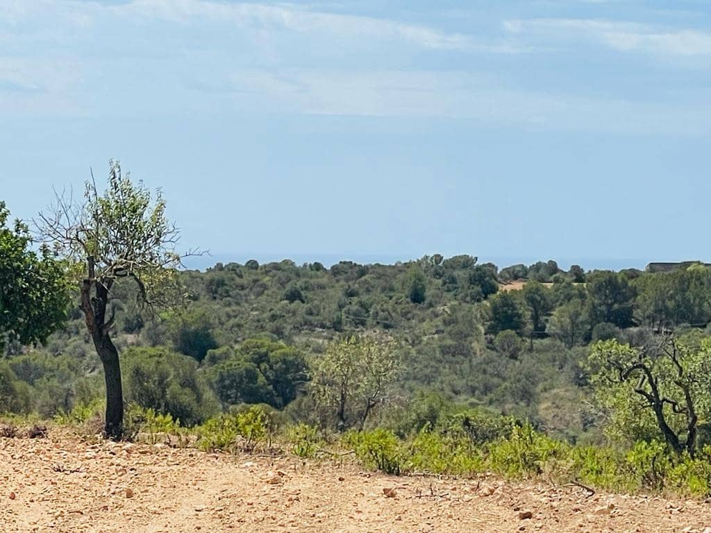 Undeveloped Land for sale in Manacor - € 636,000 (Ref: 6947033)