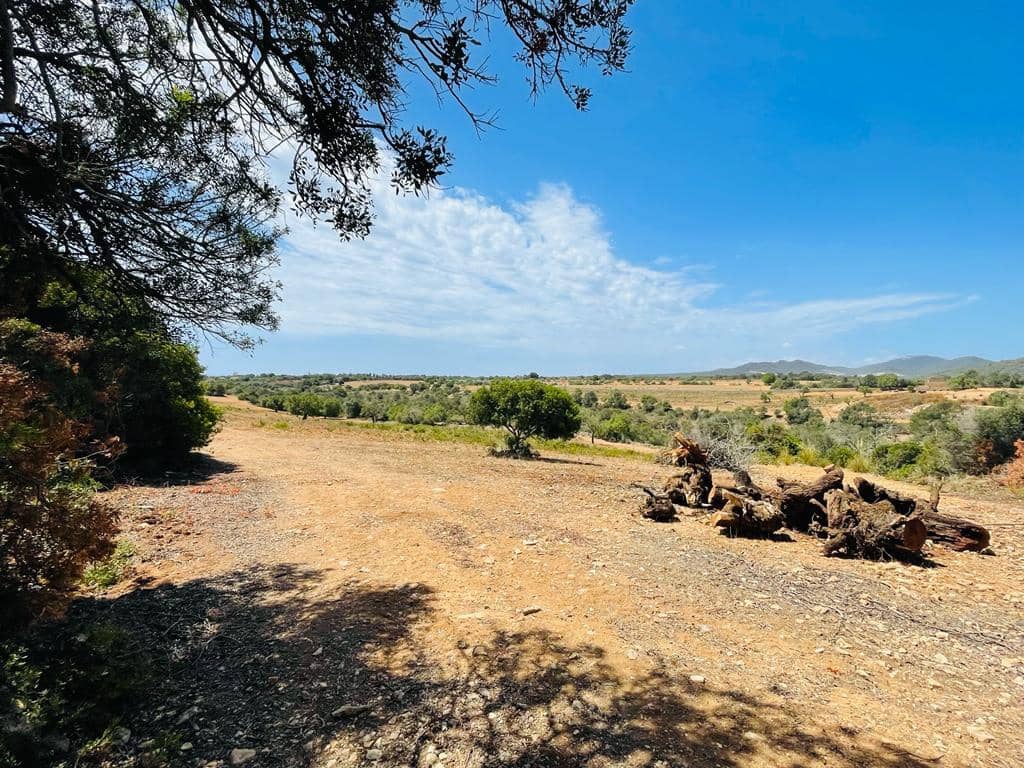 Undeveloped Land for sale in Manacor - € 636,000 (Ref: 6947033)