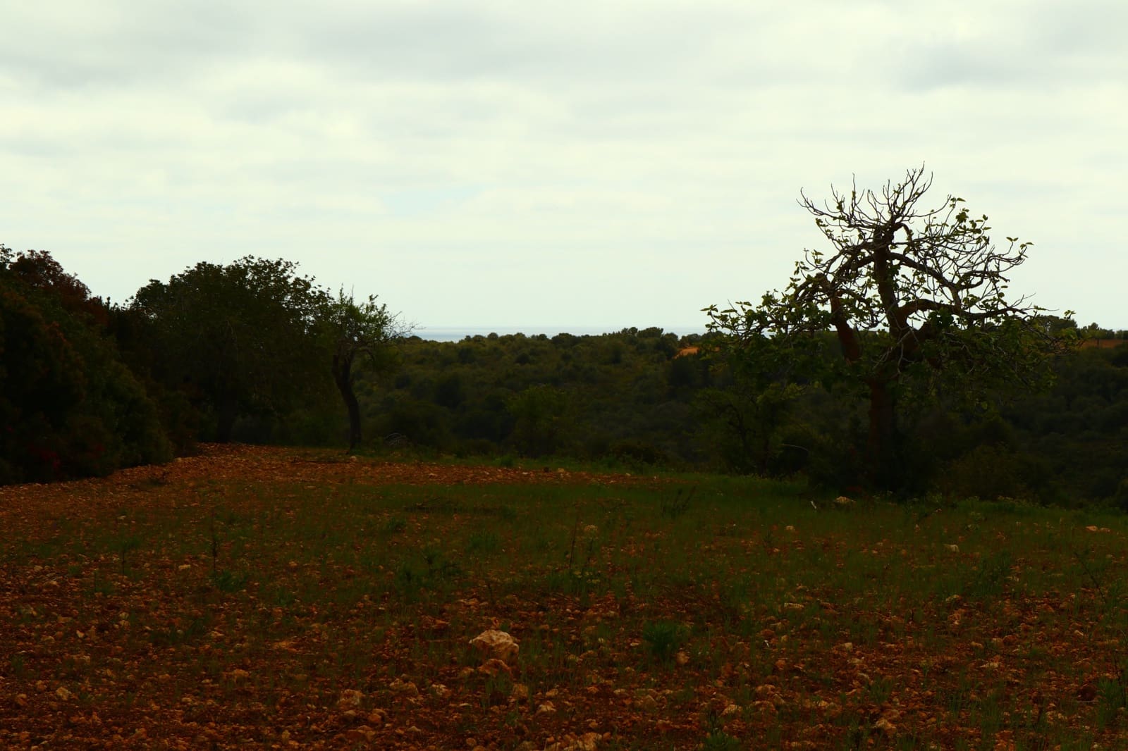 Undeveloped Land for sale in Manacor - € 636,000 (Ref: 6947033)