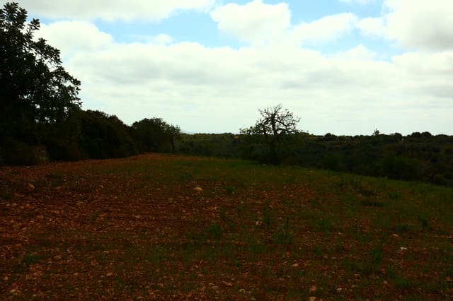 Undeveloped Land for sale in Manacor - € 636,000 (Ref: 6947033)