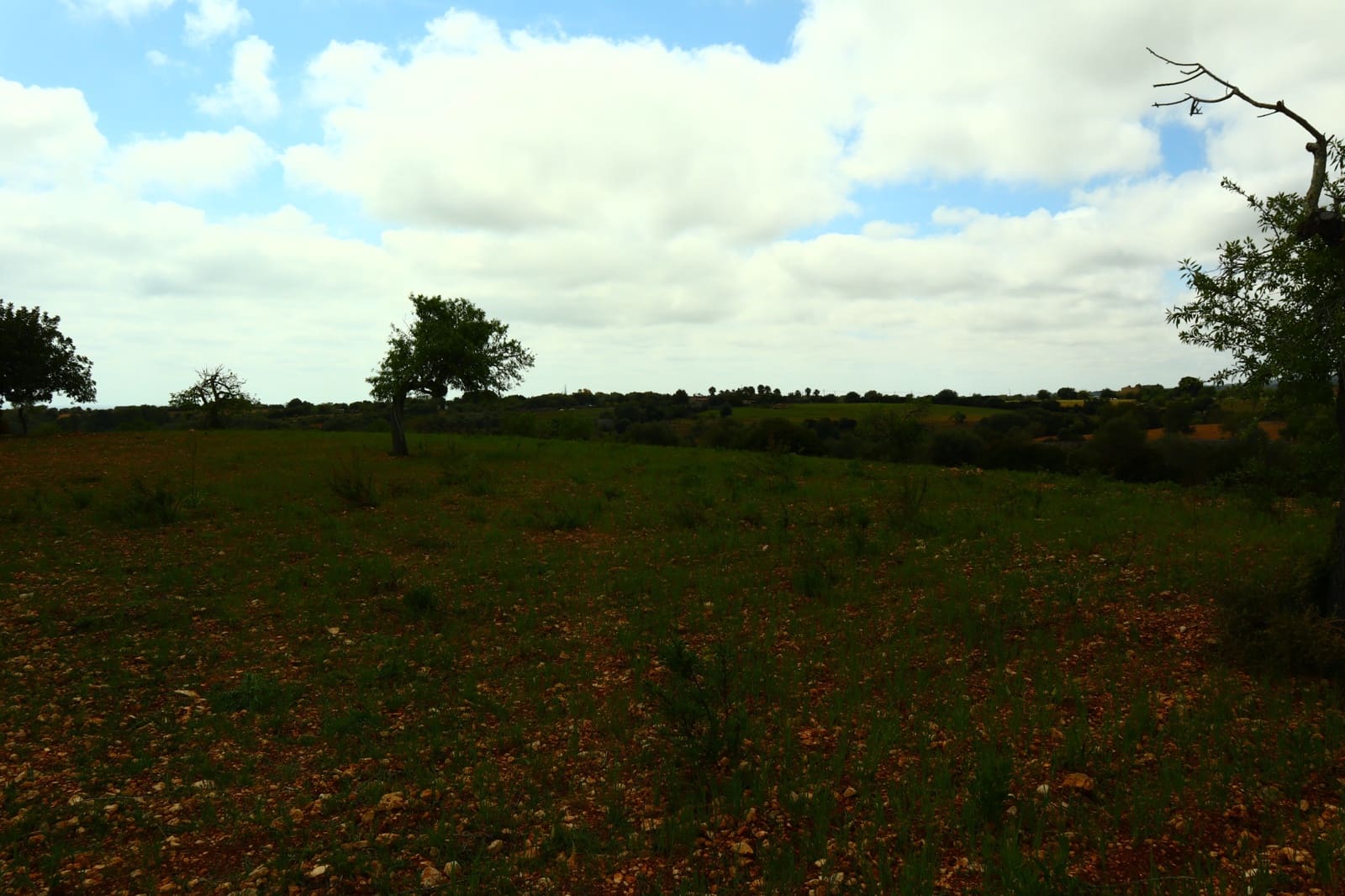Undeveloped Land for sale in Manacor - € 636,000 (Ref: 6947033)