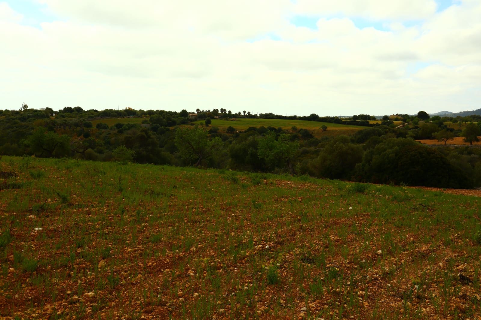 Undeveloped Land for sale in Manacor - € 636,000 (Ref: 6947033)