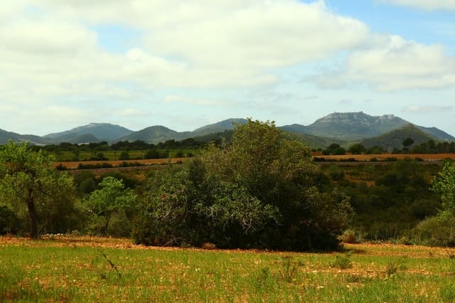 Undeveloped Land for sale in Manacor - € 636,000 (Ref: 6947033)