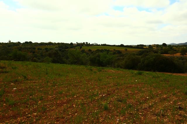 Undeveloped Land for sale in Manacor - € 636,000 (Ref: 6947033)