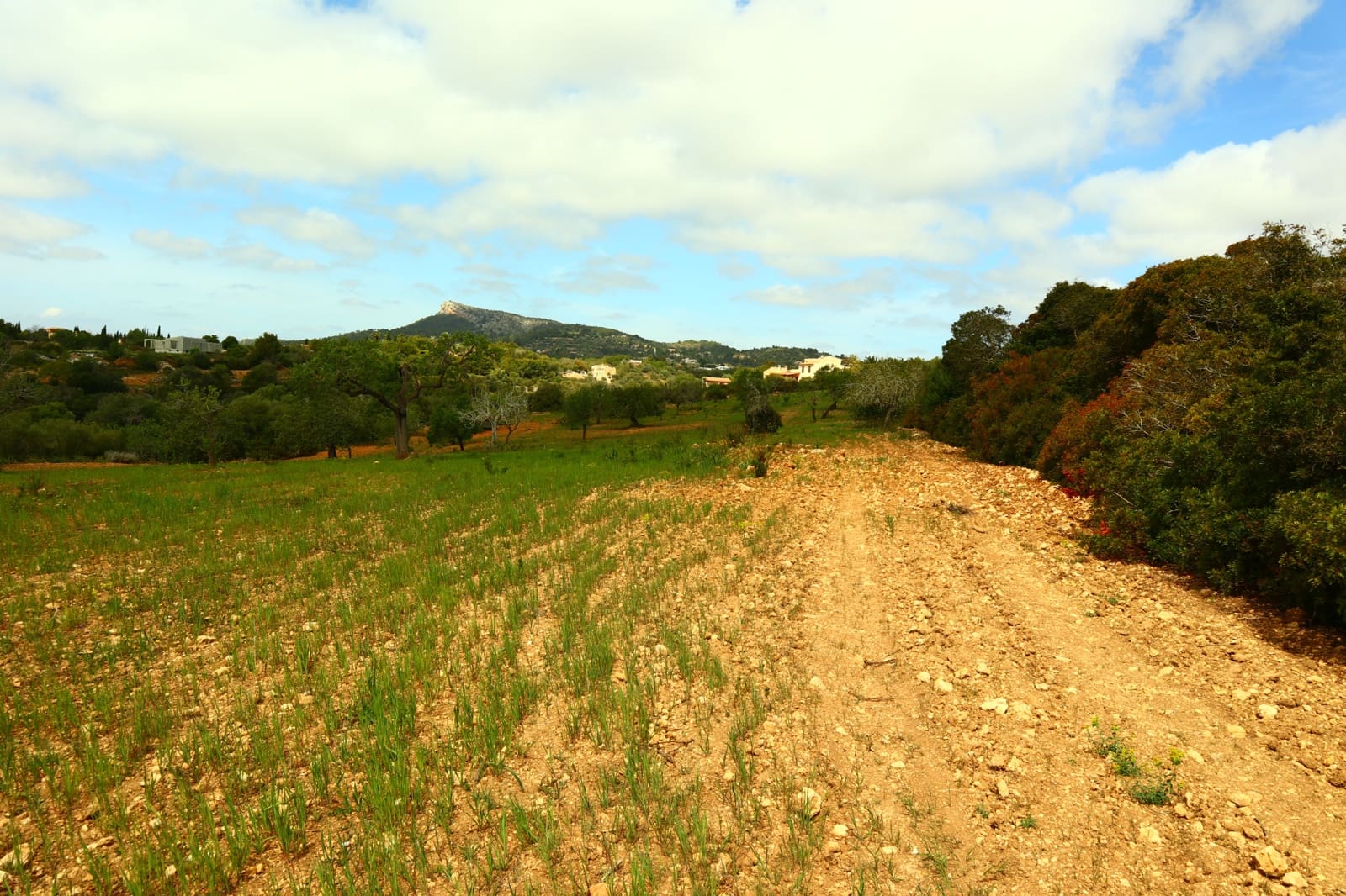 Undeveloped Land for sale in Manacor - € 636,000 (Ref: 6947033)