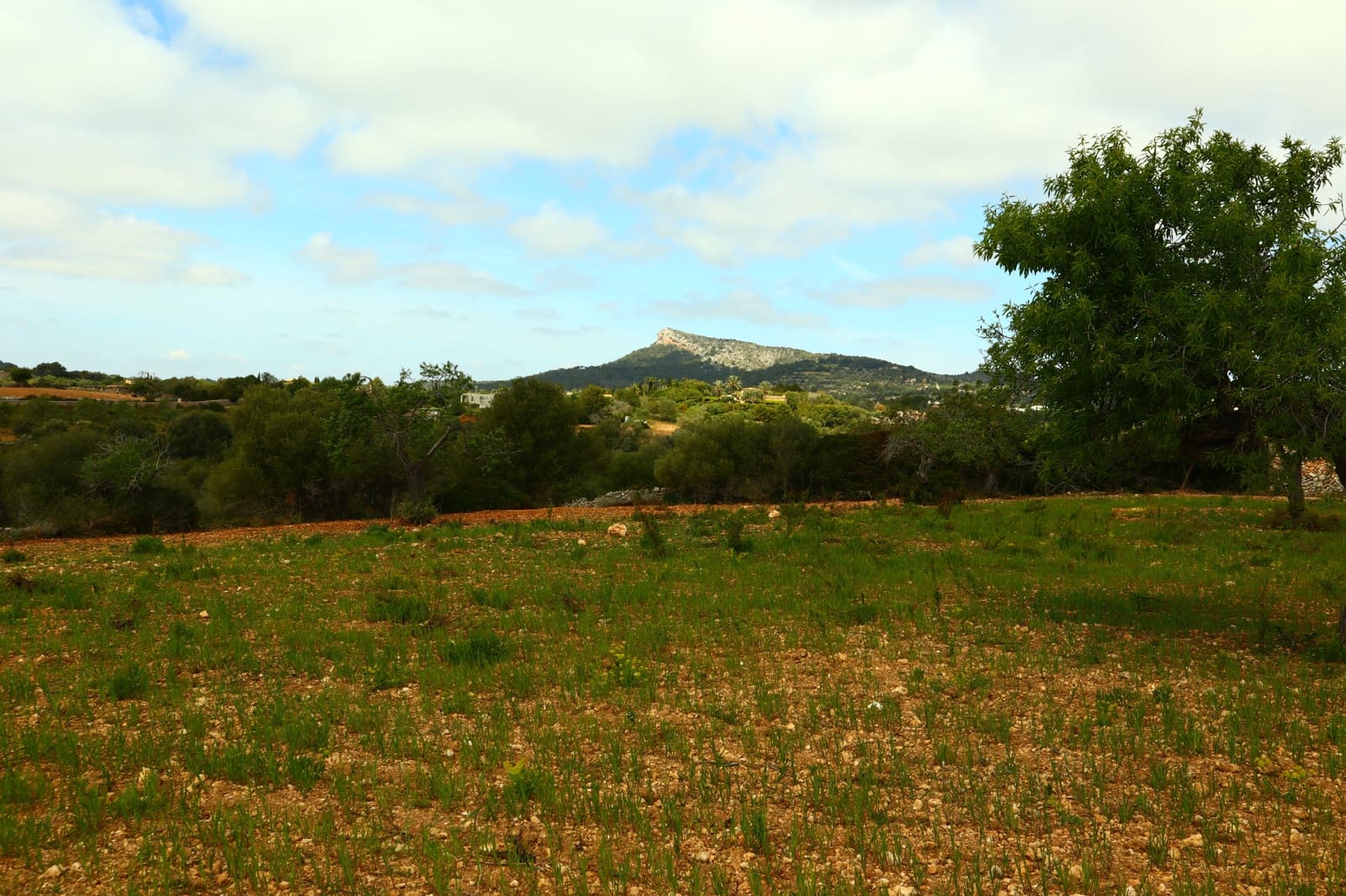 Undeveloped Land for sale in Manacor - € 636,000 (Ref: 6947033)