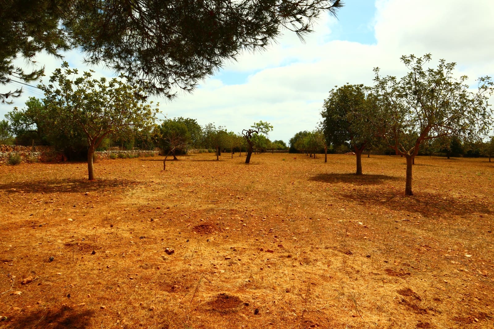 Undeveloped Land for sale in Manacor - € 636,000 (Ref: 6947033)