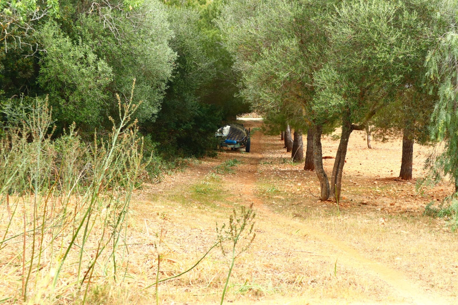 Undeveloped Land for sale in Manacor - € 636,000 (Ref: 6947033)