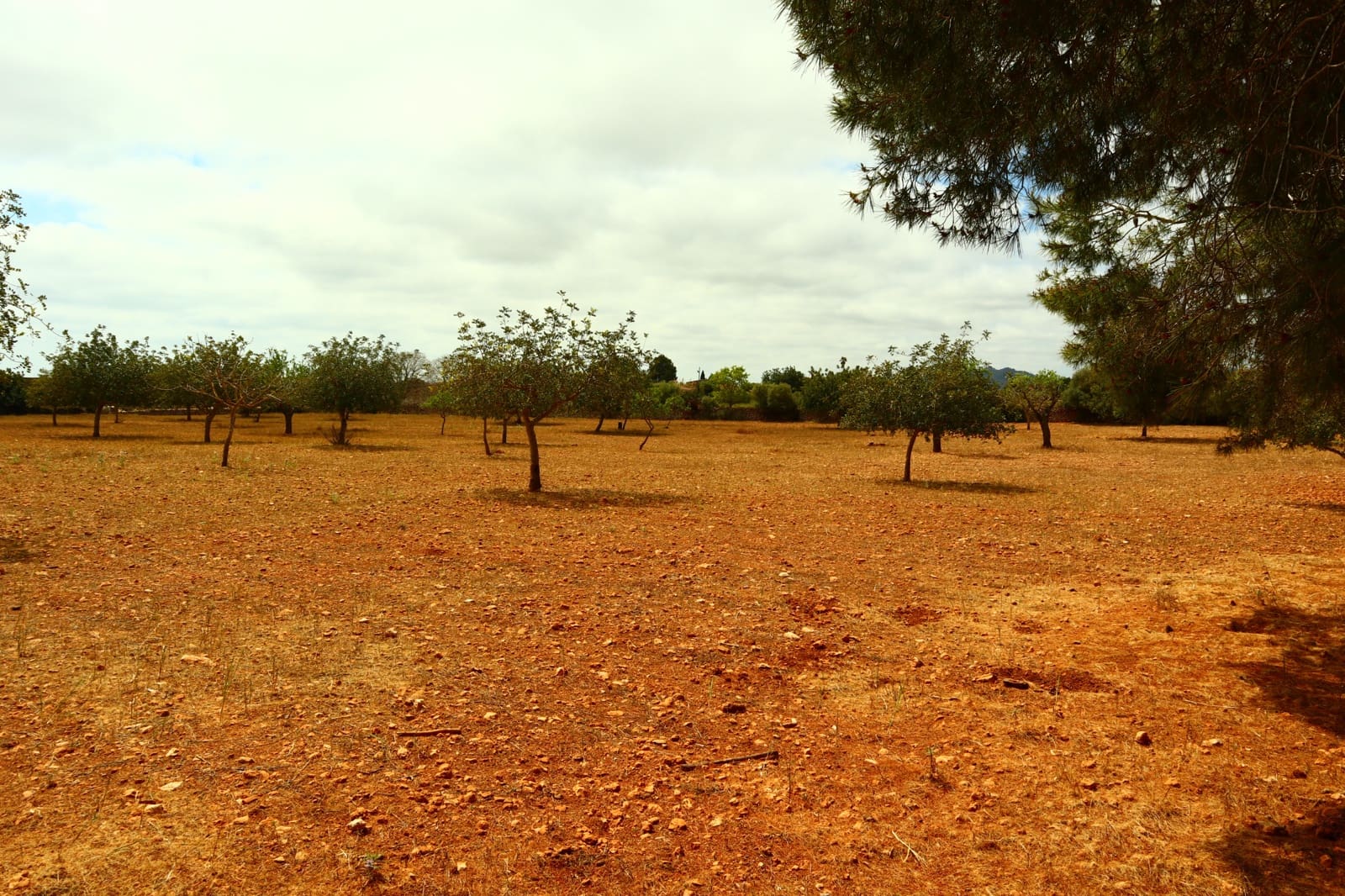 Undeveloped Land for sale in Manacor - € 636,000 (Ref: 6947033)