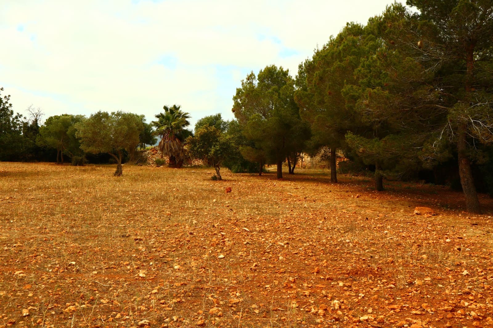 Undeveloped Land for sale in Manacor - € 636,000 (Ref: 6947033)