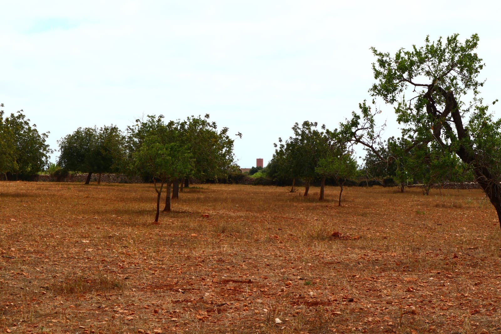 Undeveloped Land for sale in Manacor - € 636,000 (Ref: 6947033)