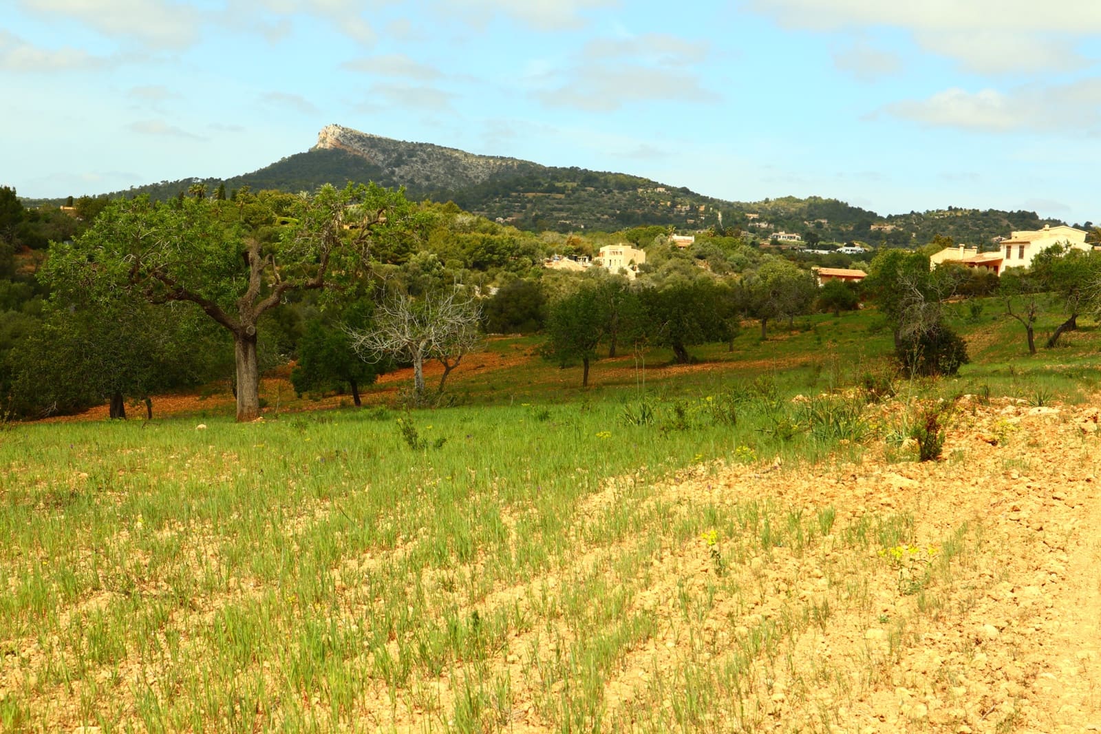 Undeveloped Land for sale in Manacor - € 636,000 (Ref: 6947033)