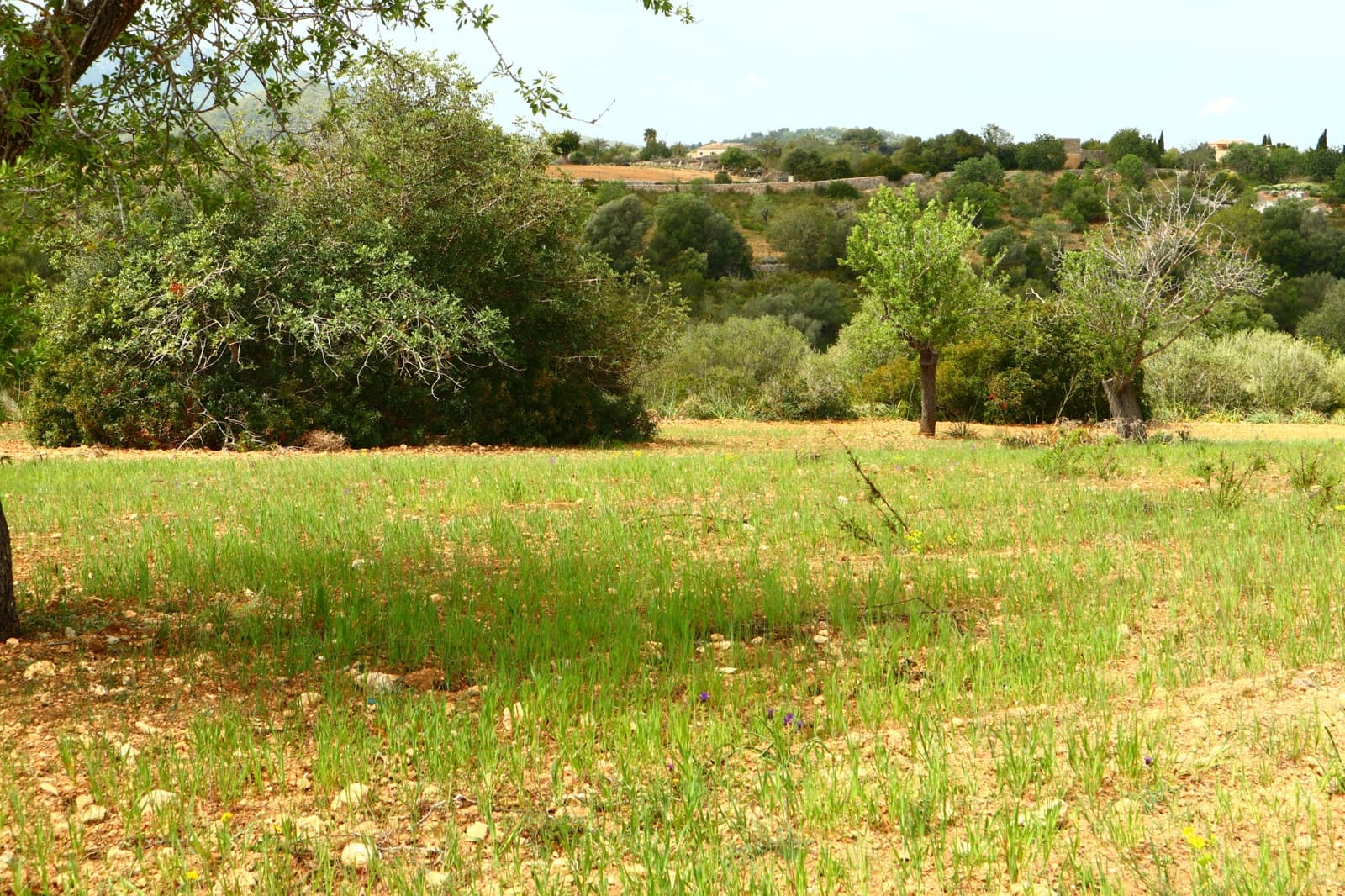Undeveloped Land for sale in Manacor - € 636,000 (Ref: 6947033)