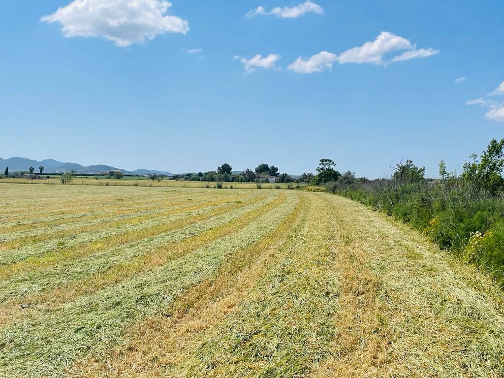Terre non Aménagée à vendre à Felanitx - 138 000 € (Ref: 6949197)
