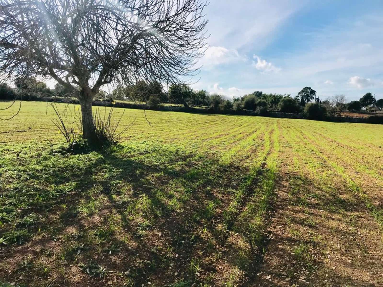 Ubebygd land til salgs i Felanitx - € 297 000 (Ref: 7016272)