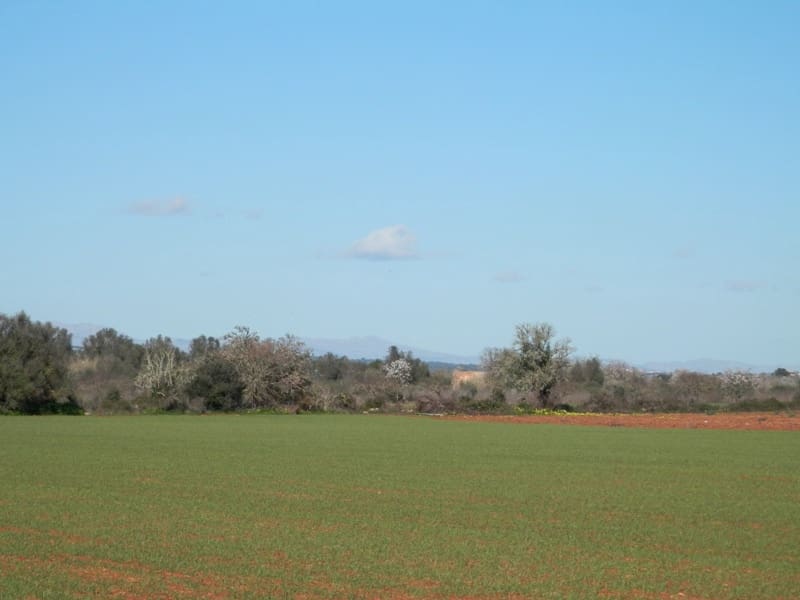 Teren niezagospodarowany na sprzedaż w Felanitx - 241 000 € (Ref: 7020519)