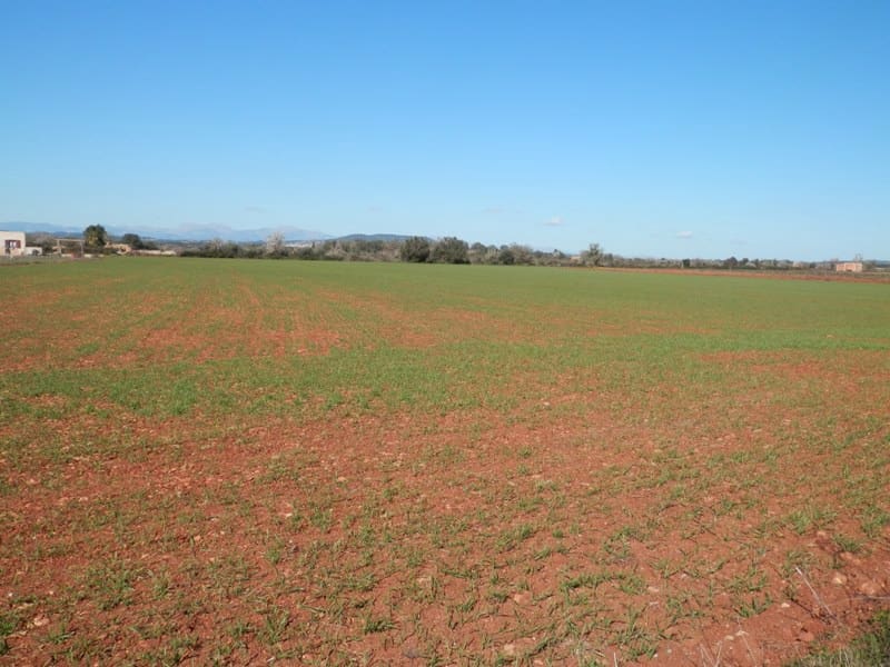 Teren niezagospodarowany na sprzedaż w Felanitx - 241 000 € (Ref: 7020519)