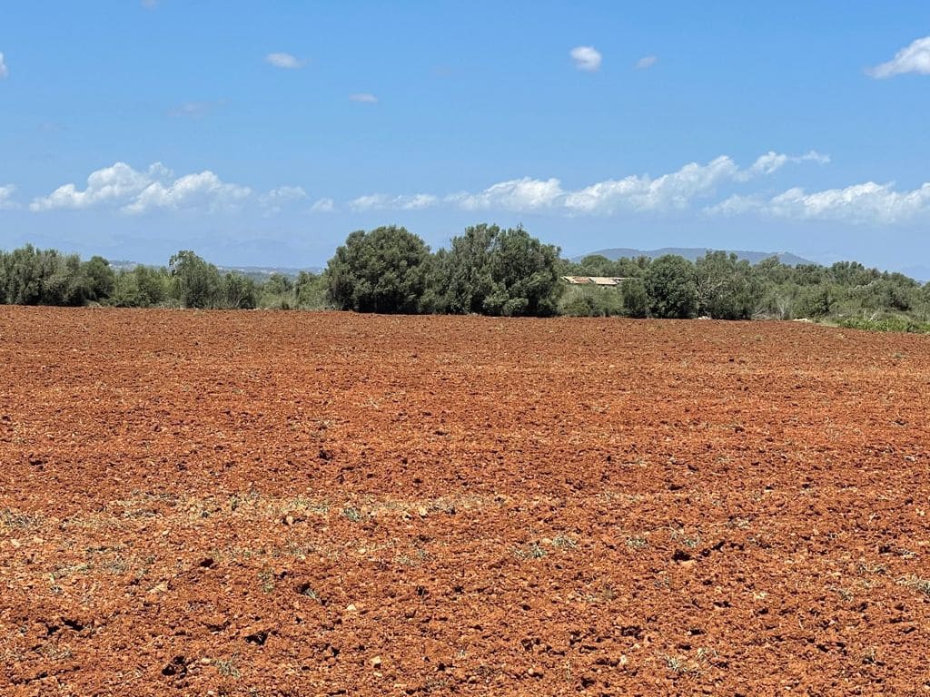 Teren niezagospodarowany na sprzedaż w Felanitx - 241 000 € (Ref: 7020519)