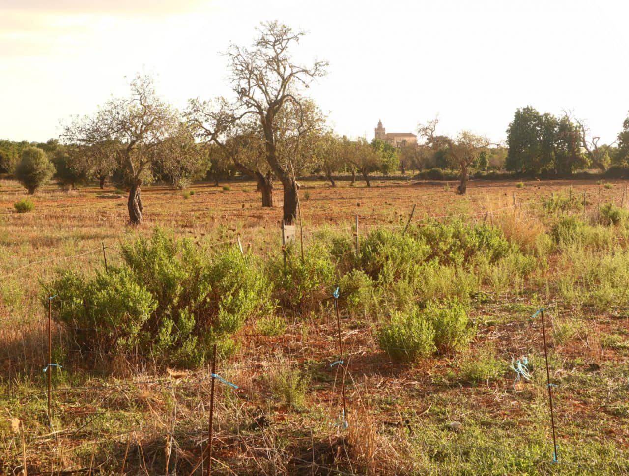 Teren niezagospodarowany na sprzedaż w Felanitx - 715 000 € (Ref: 7056427)