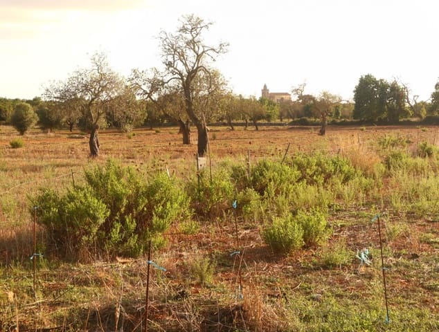 Terreno Não Urbanizado para venda em Felanitx - 715 000 € (Ref: 7056427)