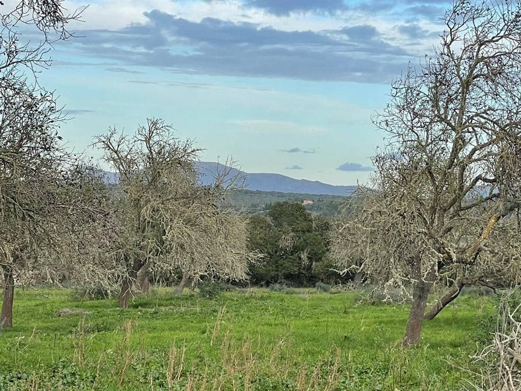 Grunde uden byggetilladelser til salg i Ariany - € 580.000 (Ref: 7442930)