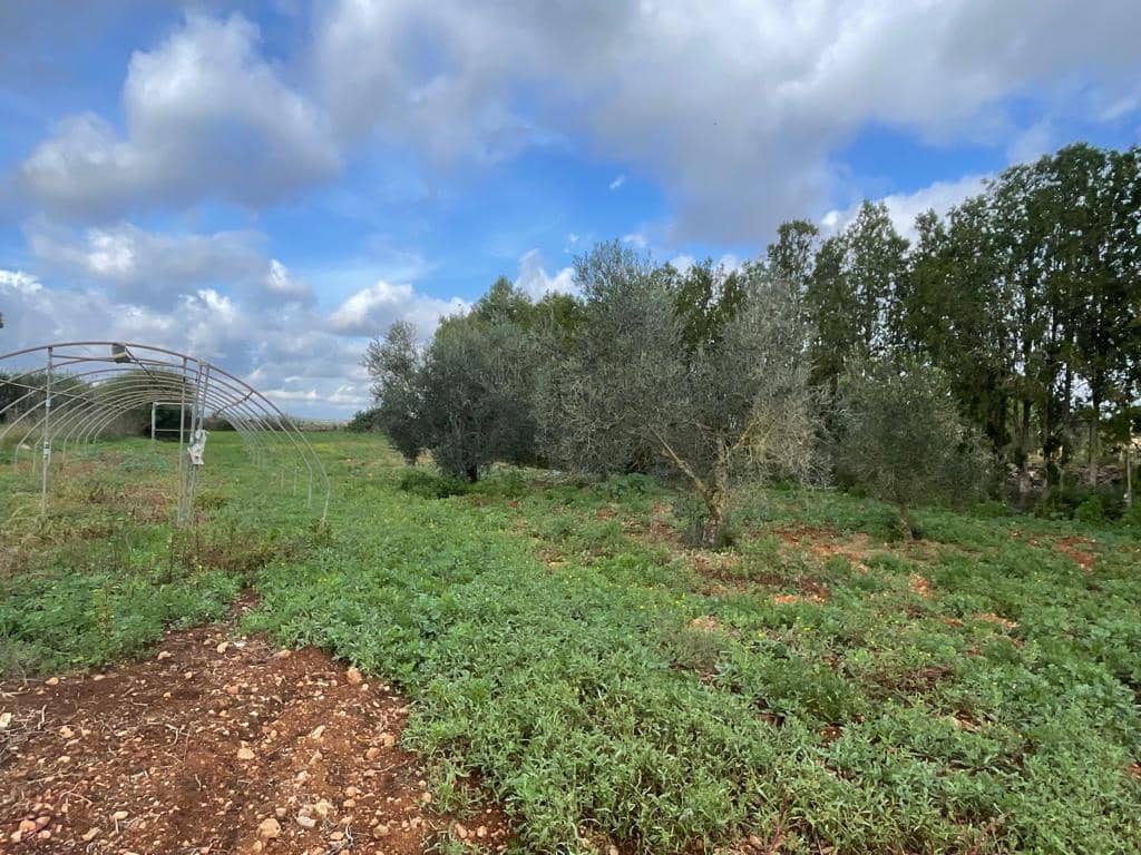 3 sypialnia Finka/Dom wiejski na sprzedaż w Felanitx - 645 000 € (Ref: 7673884)