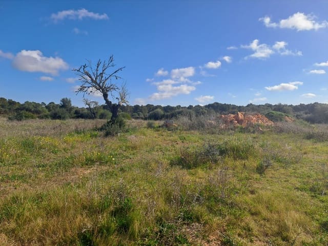 Mark till salu i Algaida - 295 000 € (Ref: 7713771)