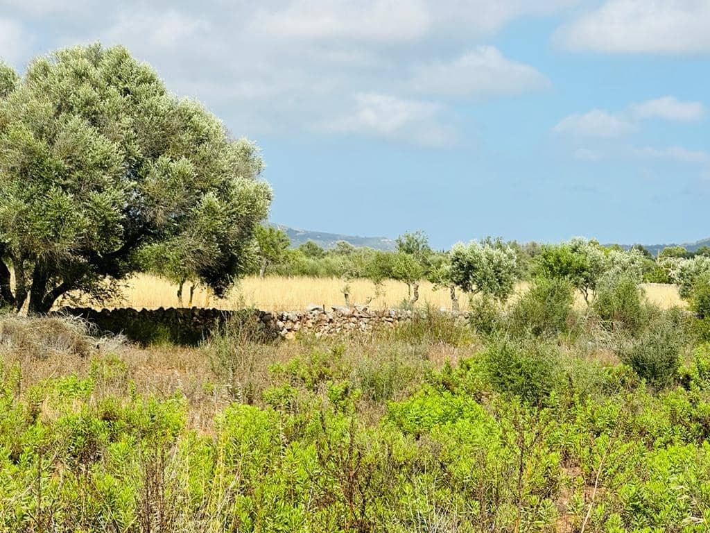 Grunde uden byggetilladelser til salg i Campos - € 340.000 (Ref: 7849914)