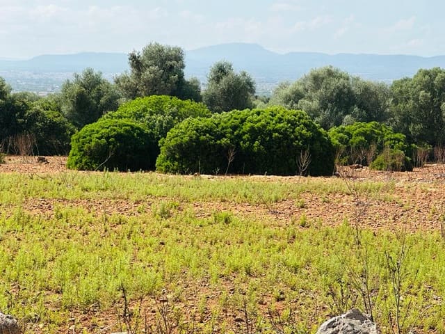 Rakentamaton maa myytävänä paikassa Campos - 340 000 € (Ref: 7849914)