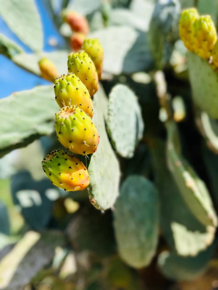 5 soverom Finca/Herregård til salgs i Felanitx med svømmebasseng - € 2 300 000 (Ref: 7985188)