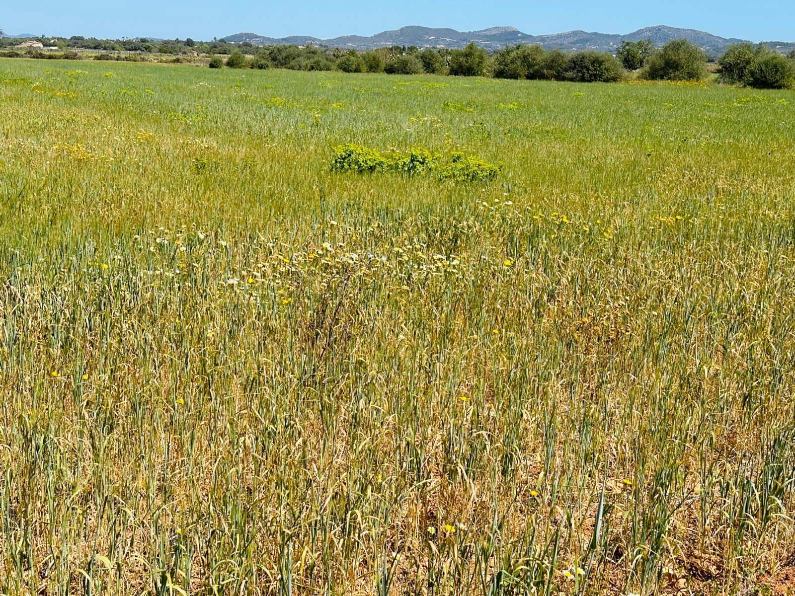 Teren niezagospodarowany na sprzedaż w Felanitx - 235 000 € (Ref: 8020668)