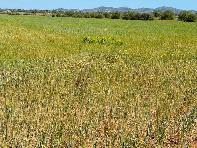Undeveloped Land for sale in Felanitx - € 235,000 (Ref: 8020668)