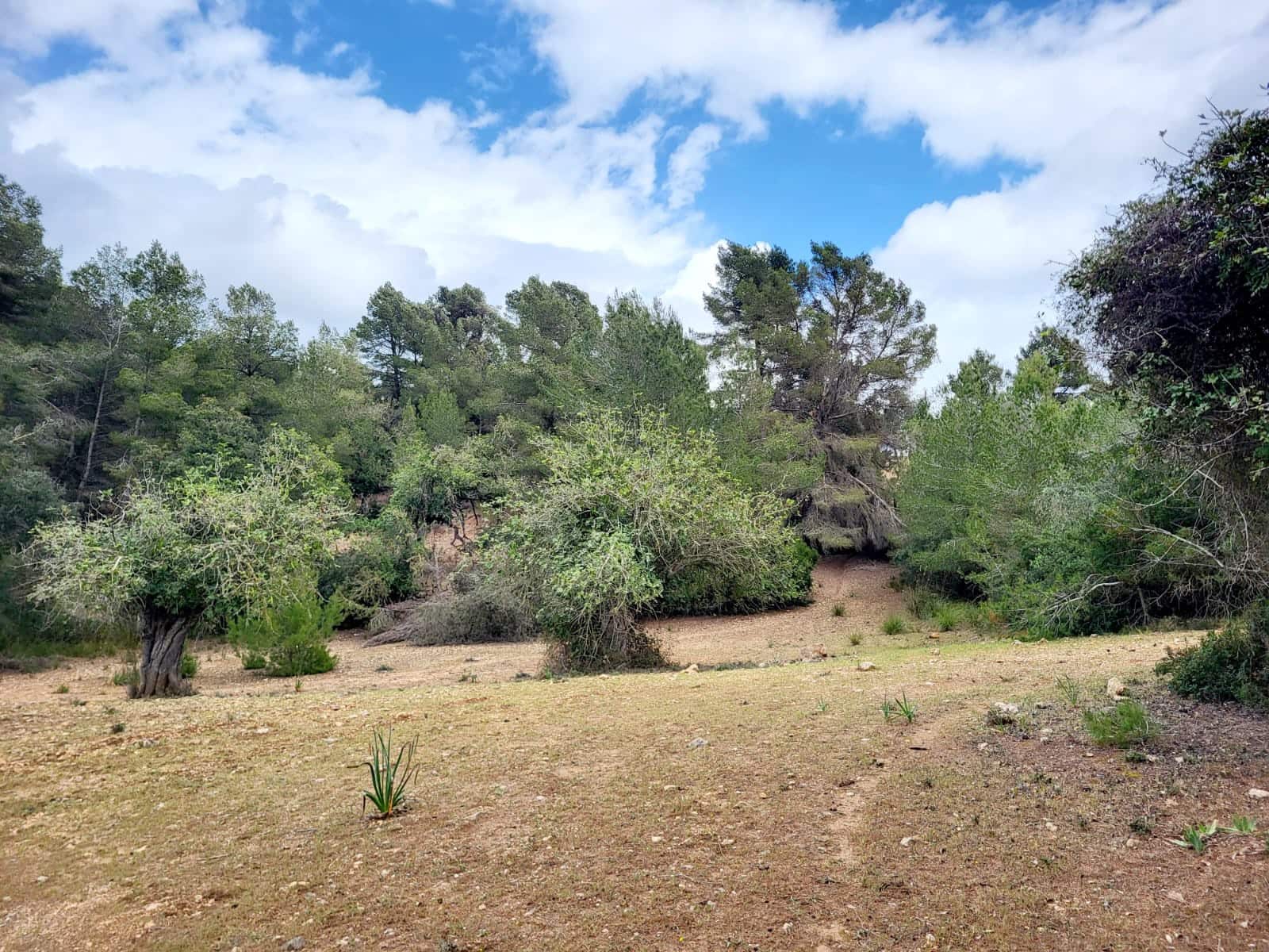 Area Edificabile in vendita in Felanitx - 150.000 € (Rif: 8323634)