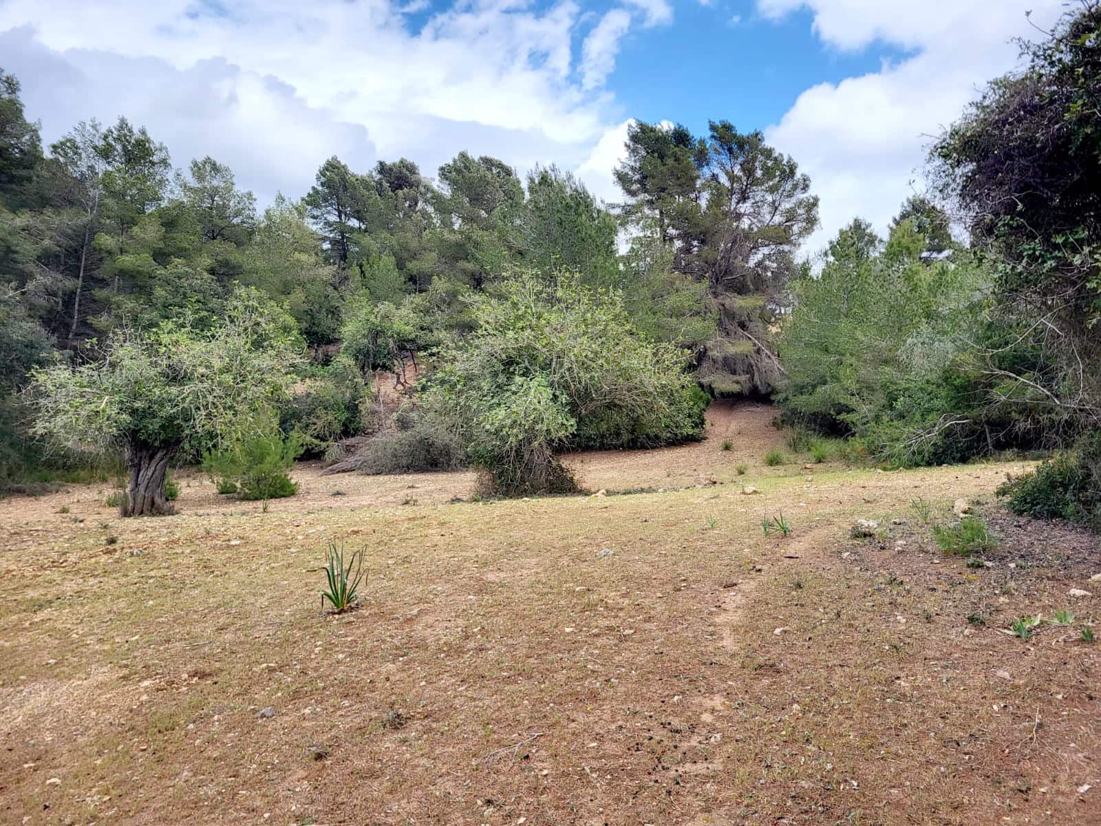 Area Edificabile in vendita in Felanitx - 150.000 € (Rif: 8323634)