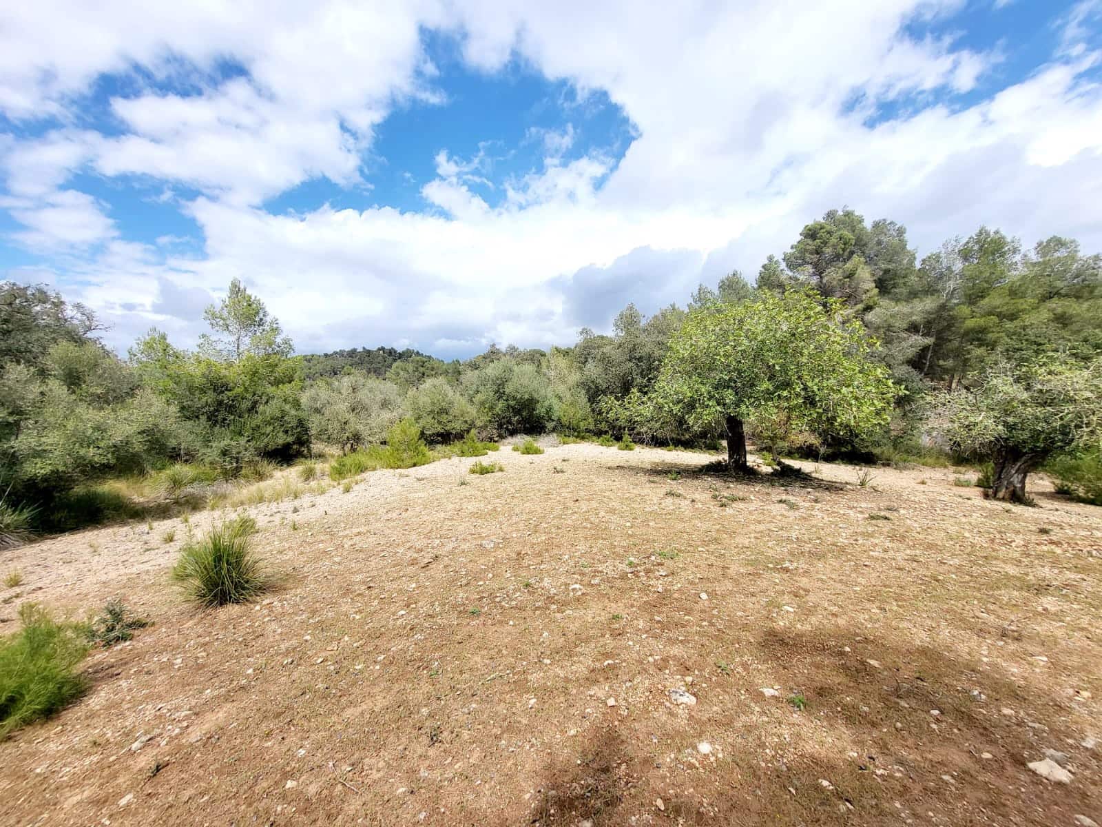 Area Edificabile in vendita in Felanitx - 150.000 € (Rif: 8323634)