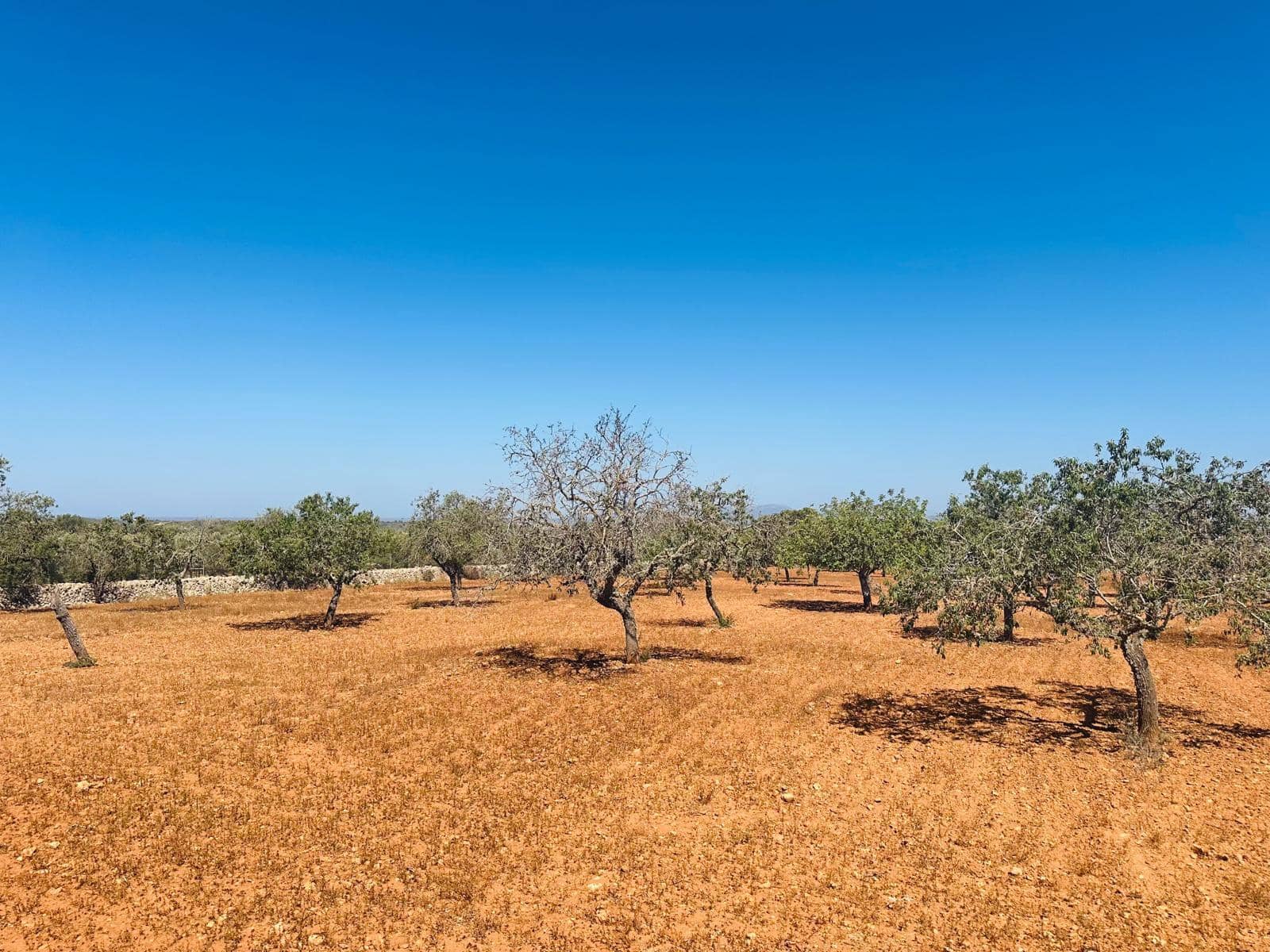 Rakentamaton maa myytävänä paikassa Cas Concos - 700 000 € (Ref: 8425052)