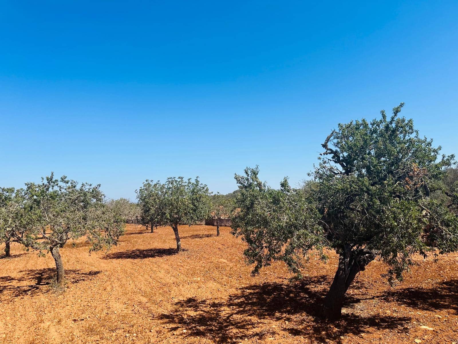 Rakentamaton maa myytävänä paikassa Cas Concos - 700 000 € (Ref: 8425052)