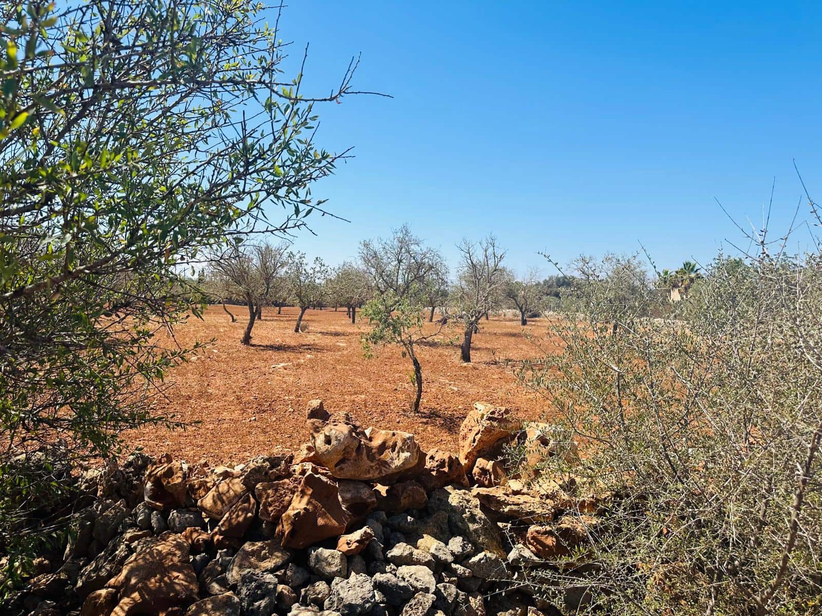 Rakentamaton maa myytävänä paikassa Cas Concos - 700 000 € (Ref: 8425052)