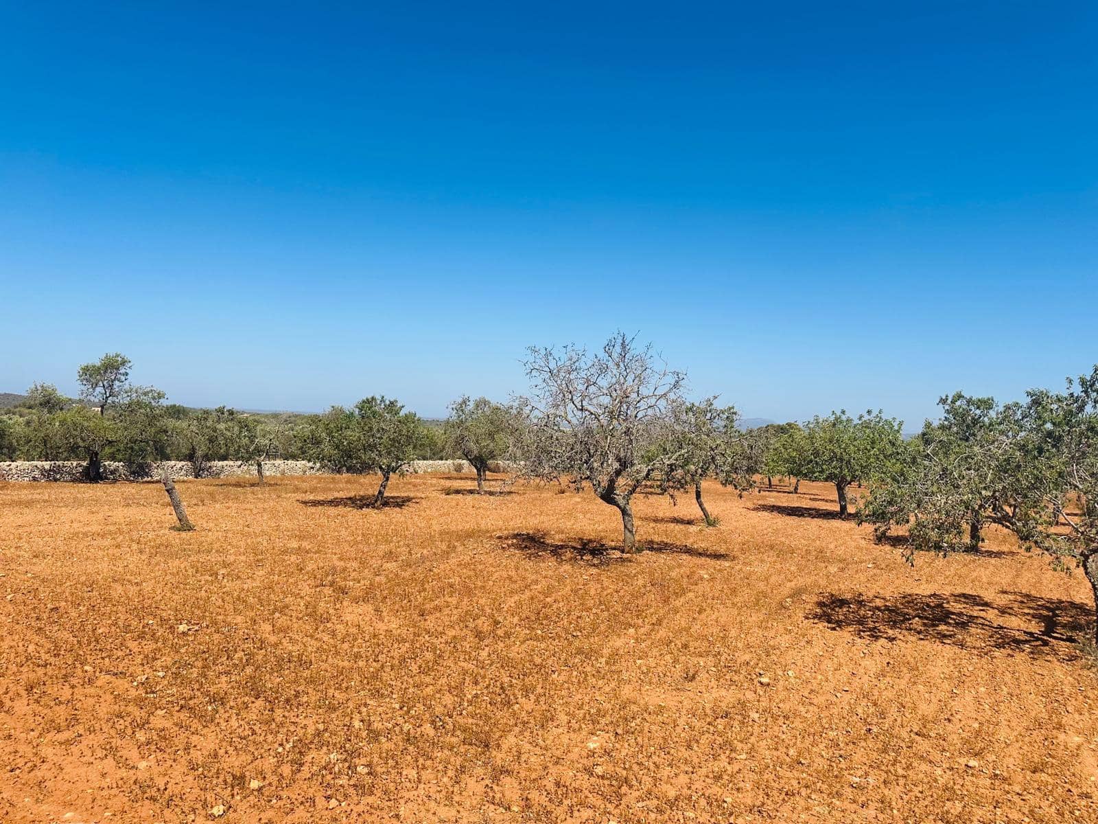 Rakentamaton maa myytävänä paikassa Cas Concos - 700 000 € (Ref: 8425052)