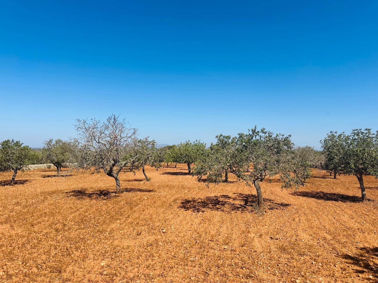 Rakentamaton maa myytävänä paikassa Cas Concos - 700 000 € (Ref: 8425052)