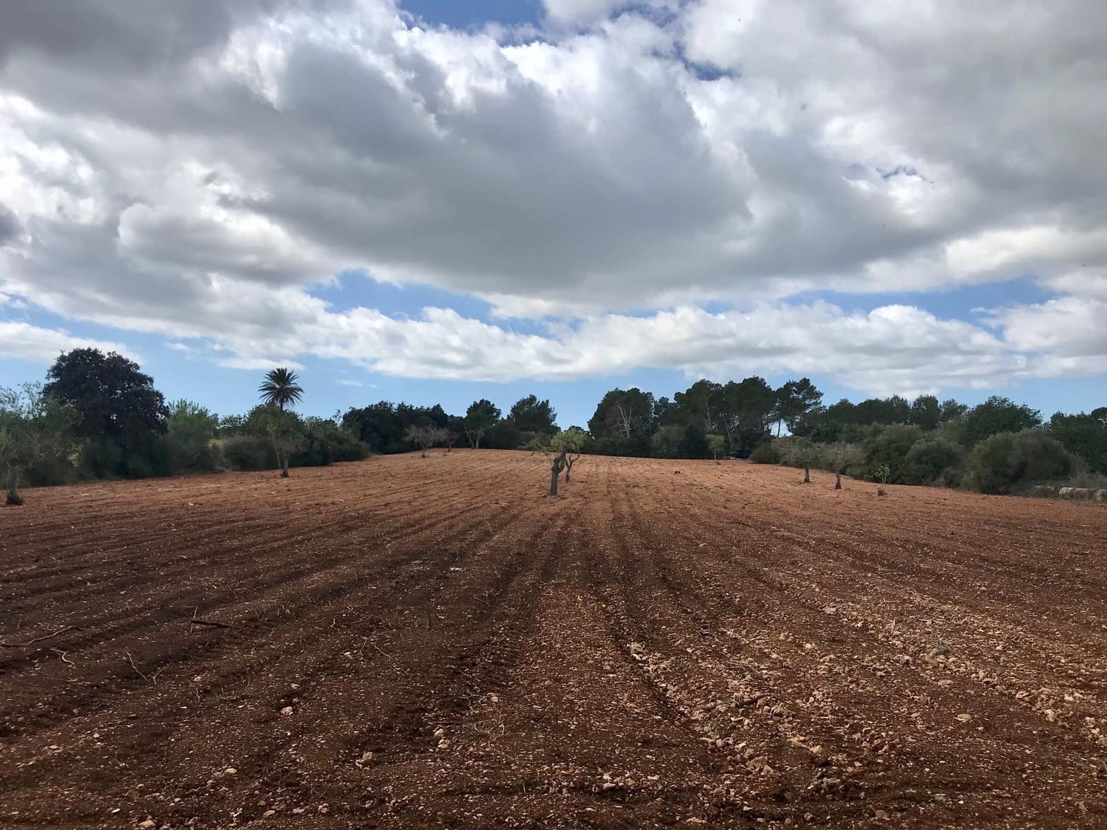 Grunde uden byggetilladelser til salg i Cas Concos - € 420.000 (Ref: 8460886)