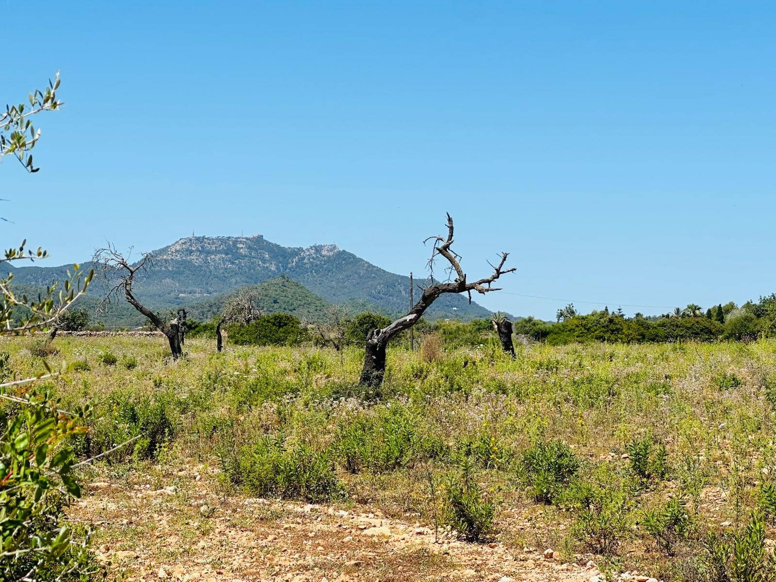 Grunde uden byggetilladelser til salg i Manacor - € 690.000 (Ref: 8778882)