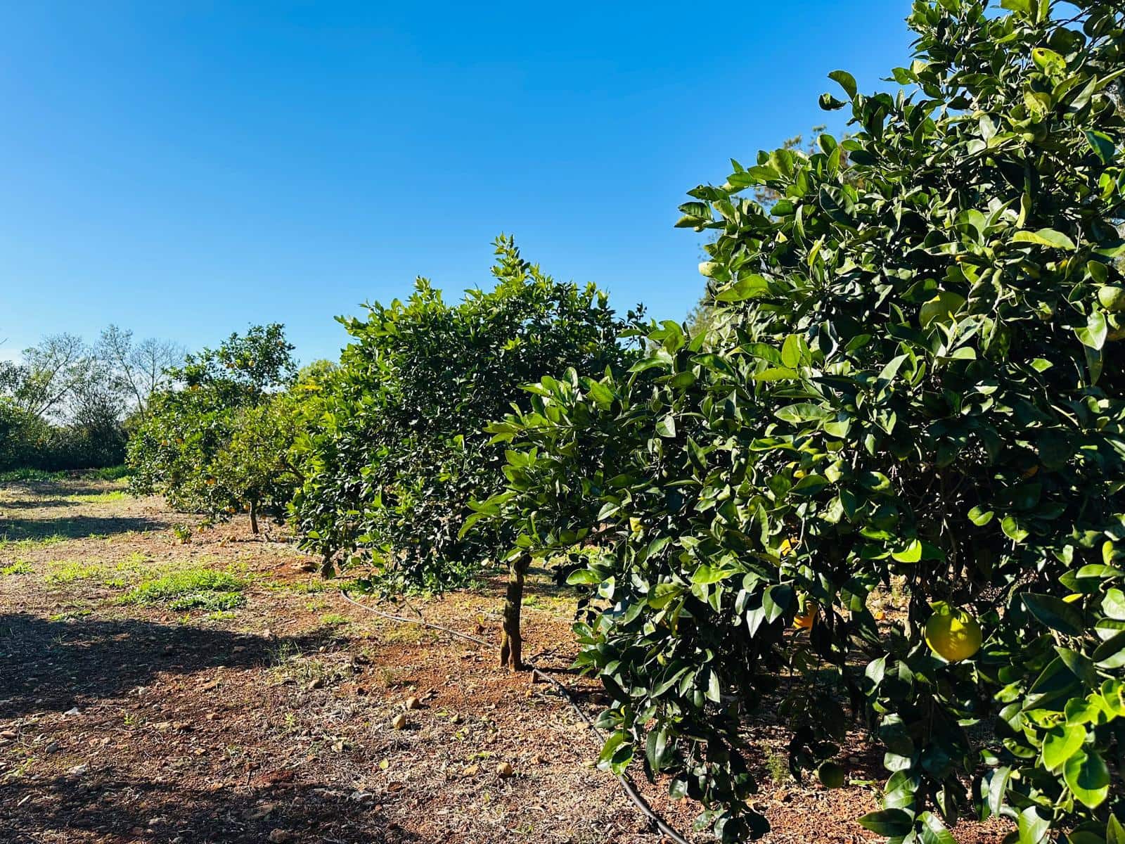 7 chambre Finca/Maison de Campagne à vendre à Felanitx avec piscine garage - 3 250 000 € (Ref: 9481395)