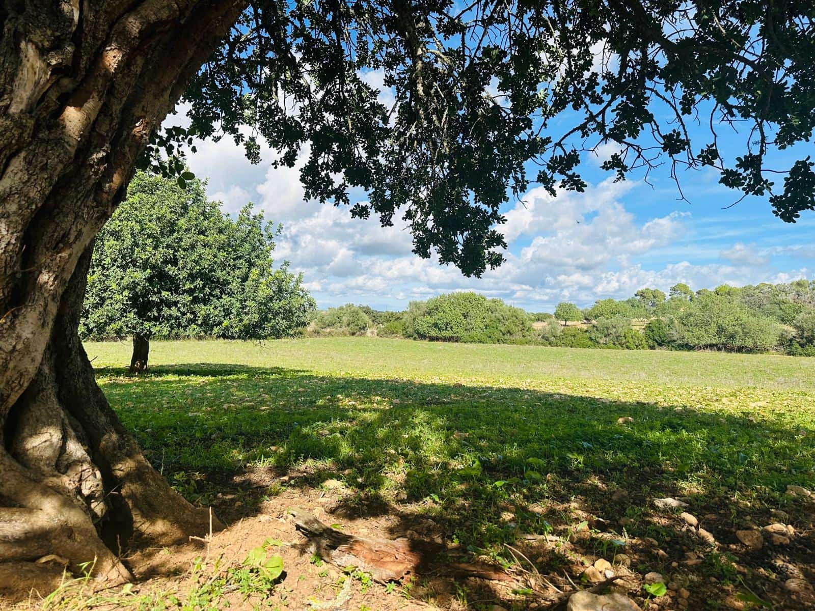 Undeveloped Land for sale in Felanitx - € 449,000 (Ref: 9487187)